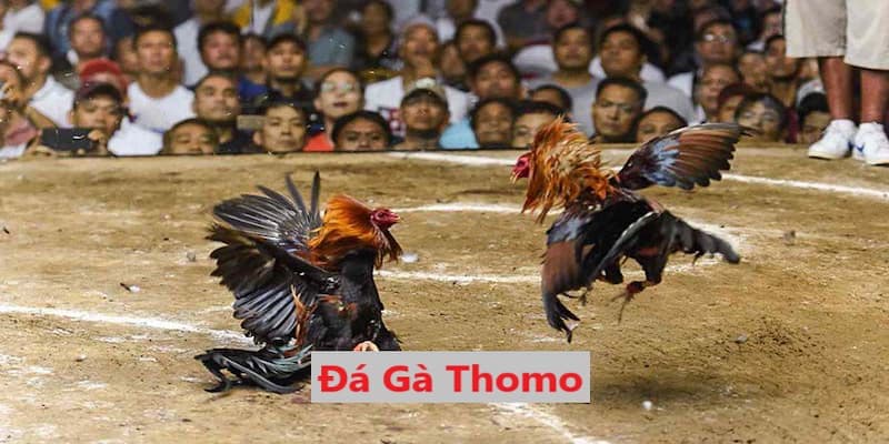 Đá gà Thomo luôn thu hút được số lượng hội viên đông đảo