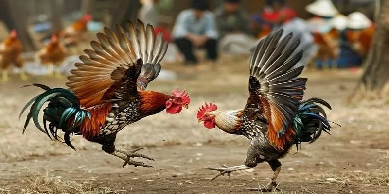 Kỹ thuật thi đấu của gà Asil